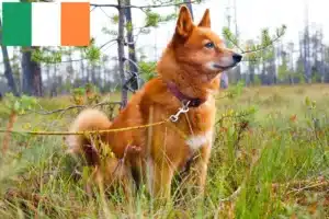 Read more about the article Finnspitz crescători și căței în Irlanda