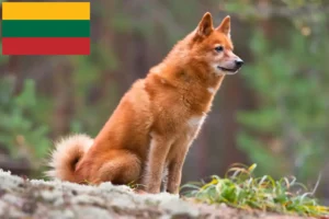 Read more about the article Finnspitz crescători și căței în Lituania