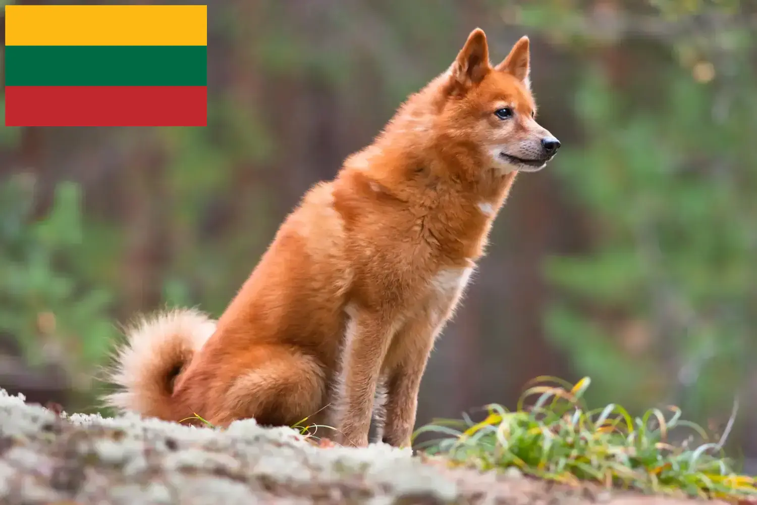 Finnspitz căței și crescători Lituania Aici puteți găsi crescători de Finnenspitze din Lituania.