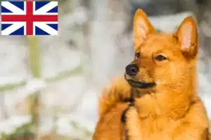 Read more about the article Finnspitz crescători și căței în Marea Britanie