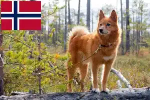 Read more about the article Finnspitz crescători și căței în Norvegia