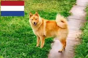 Read more about the article Finnspitz crescători și căței în Olanda