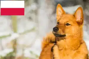 Read more about the article Finnspitz crescători și căței în Polonia