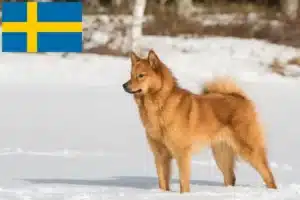 Read more about the article Finnspitz crescători și căței în Suedia