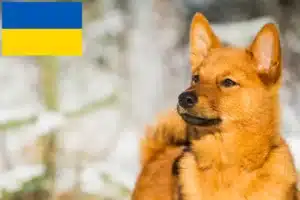 Read more about the article Finnspitz crescători și căței în Ucraina