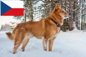 Read more about the article Finnspitz crescători și căței în Republica Cehă