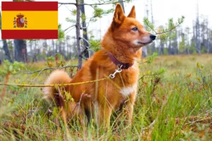 Read more about the article Finnspitz crescători și căței în Spania