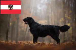 Read more about the article Flat Coated Retriever crescători și căței în Austria