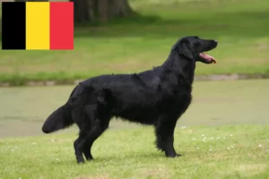 Read more about the article Flat Coated Retriever crescători și căței în Belgia