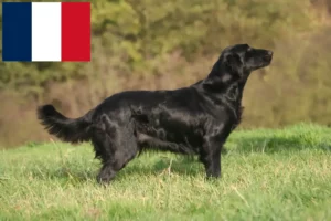 Read more about the article Flat Coated Retriever crescători și căței în Franța