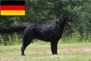 Read more about the article Flat Coated Retriever crescători și căței în Germania