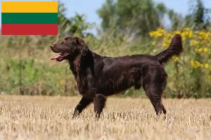 Read more about the article Flat Coated Retriever crescători și căței în Lituania