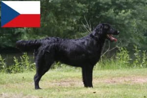 Read more about the article Flat Coated Retriever crescători și căței în Republica Cehă