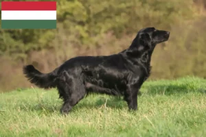 Read more about the article Flat Coated Retriever crescători și căței în Ungaria