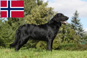 Read more about the article Flat Coated Retriever crescători și căței în Norvegia