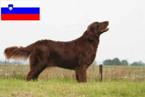 Read more about the article Flat Coated Retriever crescători și căței în Slovenia