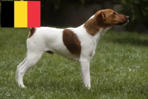 Read more about the article Fox Terrier crescători și căței în Belgia