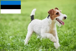 Read more about the article Fox Terrier crescători și căței în Estonia