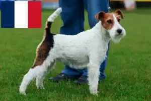 Read more about the article Fox Terrier crescători și căței în Franța