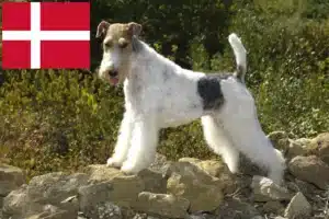 Read more about the article Fox Terrier crescători și căței în Danemarca