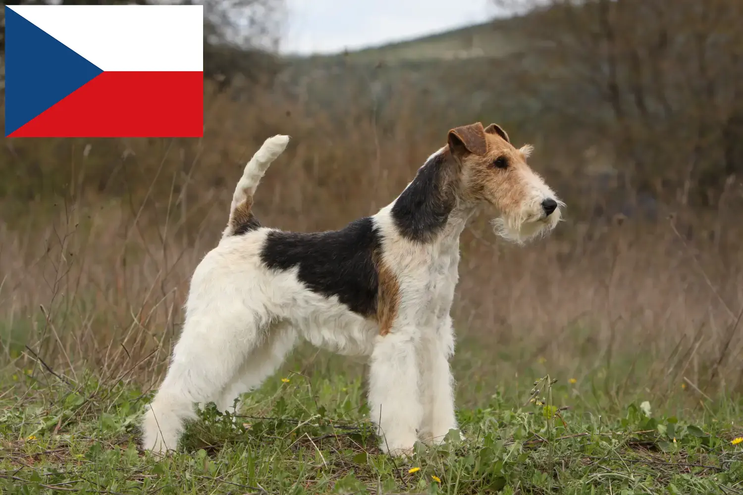 Fox Terrier căței și crescători de Fox Terrier Republica Cehă Aici puteți găsi crescători de Fox Terrier în Republica Cehă.