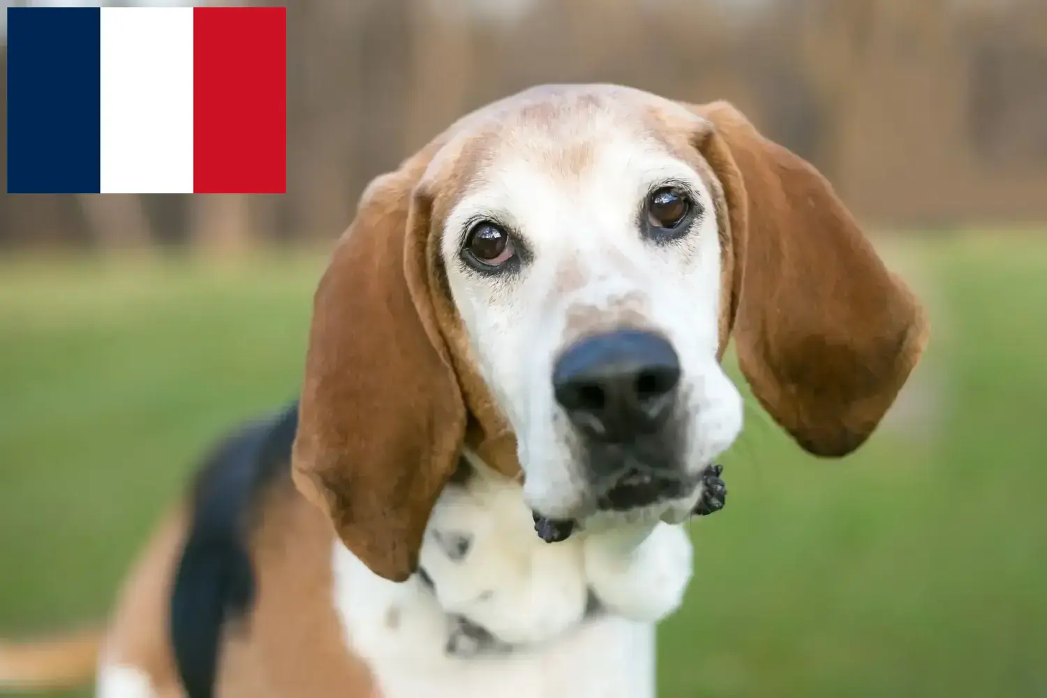 English Foxhound căței și crescători Franța Găsiți crescători de Foxhounds englezi în Franța aici.