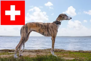 Read more about the article Galgo Espanol crescători și căței în Elveția