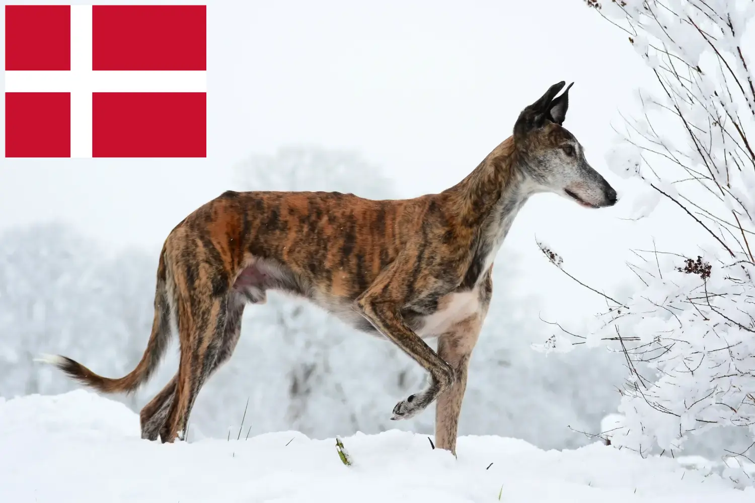 Galgo Espanol căței și crescători Danemarca Aici puteți găsi crescători de Galgo Espanols în Danemarca.