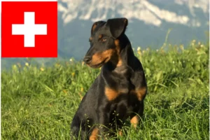 Read more about the article German Hunting Terrier crescători și căței în Elveția