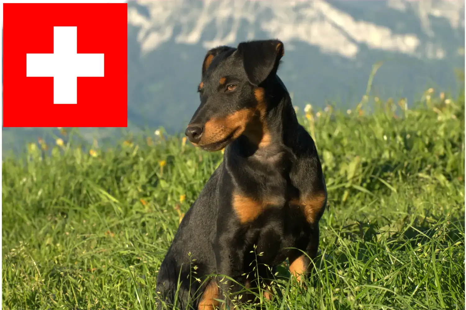 German Hunting Terrier căței și crescători Elveția Aici puteți găsi crescători de Terrier de Vânătoare German în Elveția.