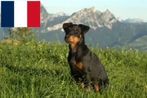 Read more about the article German Hunting Terrier crescători și căței în Franța