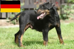 Read more about the article German Hunting Terrier crescători și căței în Germania