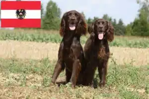 Read more about the article German Longhair crescători și căței în Austria