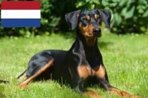 Read more about the article crescători de Pinscher German și căței în Olanda