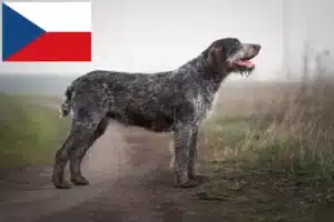 Read more about the article German Wirehair crescători și căței în Republica Cehă