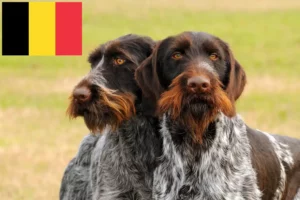 Read more about the article German Wirehair crescători și căței în Belgia