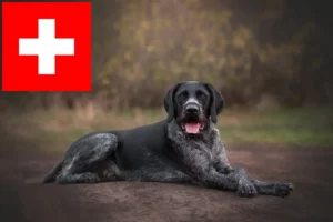 Read more about the article German Wirehair crescători și căței în Elveția