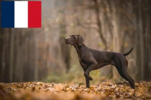 Read more about the article German Shorthair crescători și căței în Franța