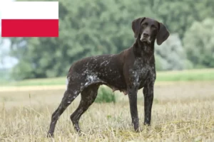 Read more about the article German Shorthair crescători și căței în Polonia
