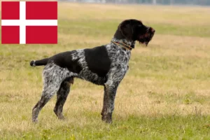 Read more about the article German Wirehair crescători și căței în Danemarca