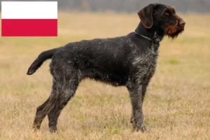 Read more about the article German Wirehair crescători și căței în Polonia