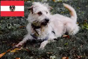 Read more about the article Irish Glen of Imaal Terrier crescători și căței în Austria