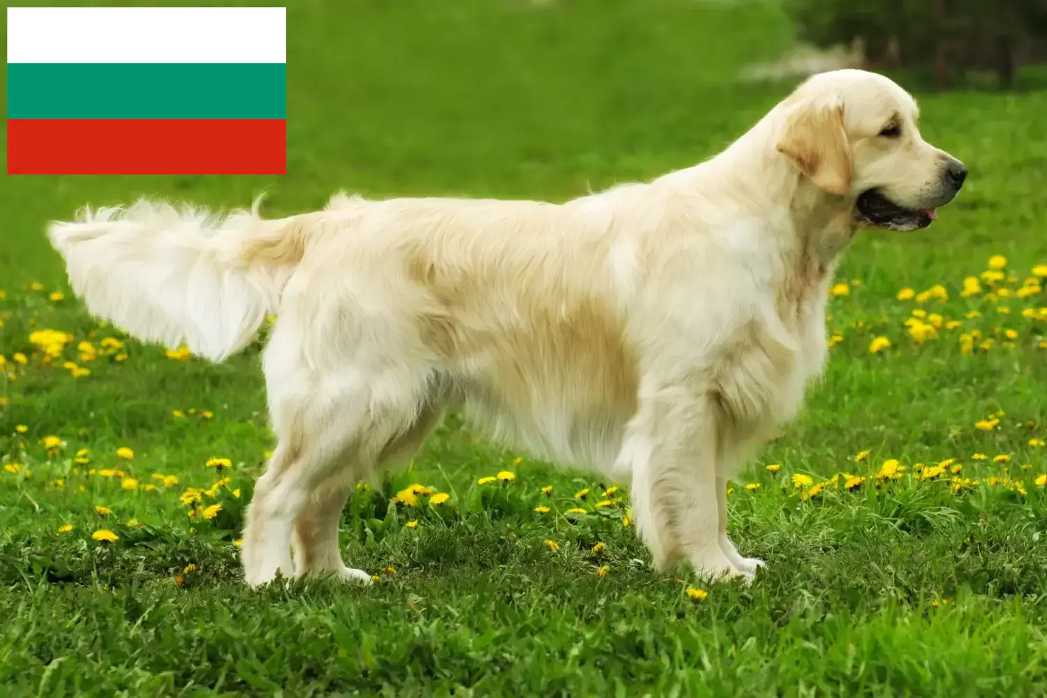 Golden Retriever căței și crescători Bulgaria Aici puteți găsi crescători de Golden Retriever în Bulgaria.