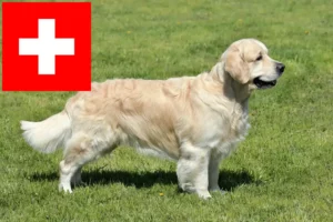 Read more about the article Golden Retriever crescători și căței în Elveția