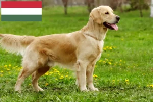 Read more about the article Golden Retriever crescători și căței în Ungaria