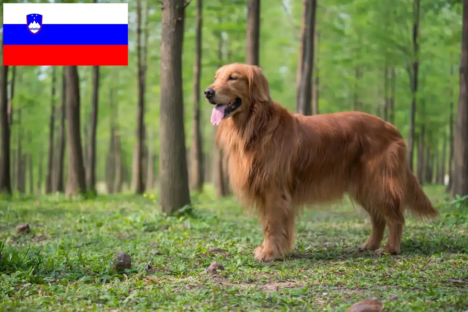 Golden Retriever căței și crescători de Golden Retriever Slovenia Aici puteți găsi crescători de Golden Retriever în Slovenia.