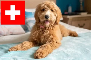 Read more about the article Goldendoodle crescători și căței în Elveția