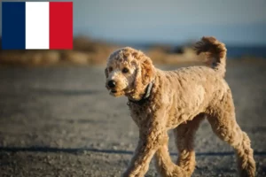 Read more about the article Goldendoodle crescători și căței în Franța
