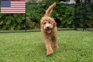 Read more about the article Goldendoodle crescători și căței în SUA