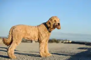 Read more about the article Goldendoodle crescător